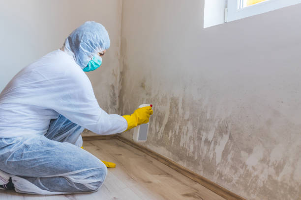 Licensed Mold Cleanup service in Bath, MI - WQB Mold Removal