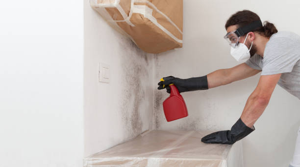 Professional Mold Cleanup technician working in Bath, MI