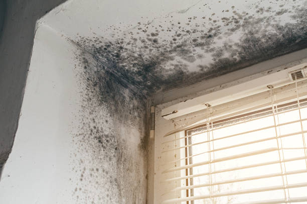 Affordable Mold Cleanup solutions in Bath, MI